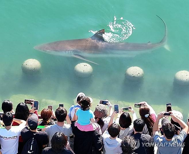 길 잃은 상어 사흘째 친수공원에 (부산=연합뉴스) 손형주 기자 = 20일 부산 동구 부산항 북항 친수공원 수로에 출몰한 상어를 시민들이 카메라로 담고 있다. 지난 18일에 이곳에서 처음 발견된 상어는 친수공원 수로를 맴돌면서 빠져나가지 못하고 있다. 2026.9.20 handbrother@yna.co.kr