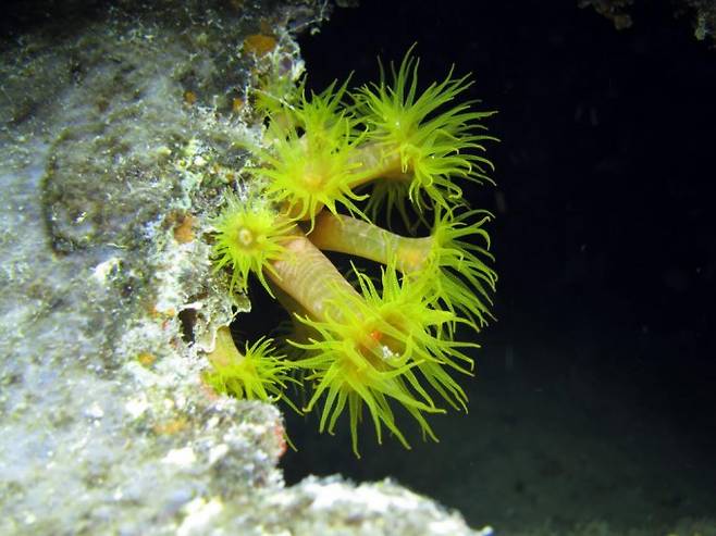 금빛나팔돌산호(Tubastraea coccinea)는 제주 연안에 드물게 서식하는 돌산호다. 태평양과 인도양에만 분포했으나 1930~1940년대 브라질 연안, 카리브해 동부 등에 유입돼 분포 범위가 넓어졌다. 한국에서는 멸종 위기에 놓인 생물이지만 원래 서식하지 않던 지역에서는 생태계 교란을 일으키는 외래 침입종으로 알려졌다. Scott Johnson 제공