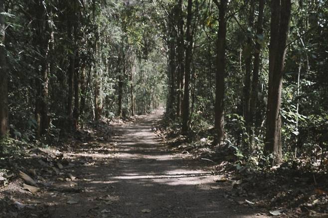 카오야이 아트 포레스트 / 제공. Khao Yai Art Forest