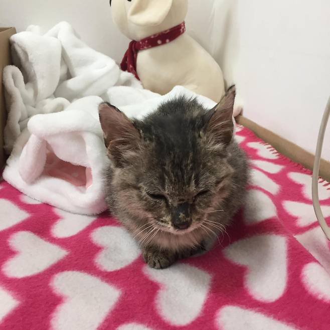 따뜻한 방에서 몸을 녹이고 있는 아기 고양이 시절 모습. 보호자 제공