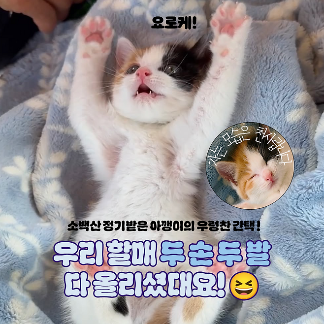 동그람이 뉴스레터 꼬순다방