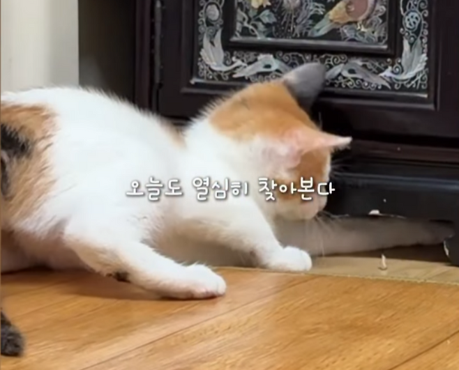 힘껏 팔을 뻗어보는 빵꾸. 보호자 제공