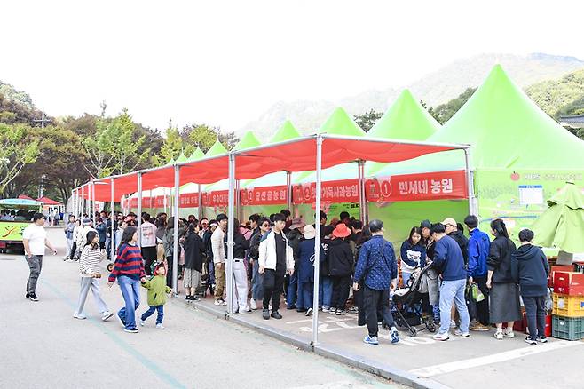 ▲ 문경사과 판매장에서 농업인들이 직접 생산한 사과를 소비자에게 선보이고 있다.문경시 제공