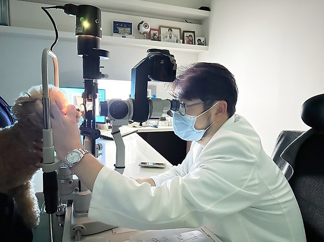 강아지의 눈 질환은 초기에 발견하면 비교적 간단하게 관리할 수 있지만, 각막궤양이나 녹내장처럼 진행 속도가 빠른 질환은 치료 시기를 놓치면 시력에 영향을 줄 수 있다. 가을철 산책 후에는 눈의 충혈이나 눈물, 눈곱, 눈을 감는 행동 등을 평소보다 세심하게 관찰해주는 것이 좋다. 사진=이룸안과치과동물병원