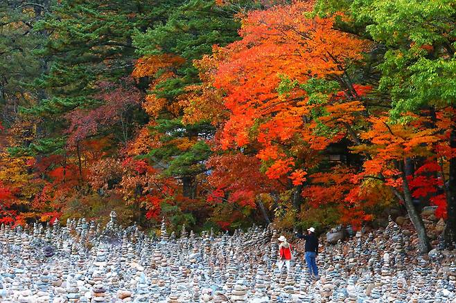 ▲ 14일 강원 인제군 북면 설악산 자락에 자리한 백담사 일대가 울긋불긋 물든 단풍으로 가을 정취를 더하고 있다.연합