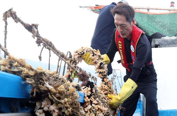 ▲ 2024년 8월26일 경남 통영시 한 멍게 양식 어장에서 어민이 고수온에 내장이 터져 뿌옇게 보이는 폐사한 멍게를 건지고 있다. 이 어민은 “올해는 수심 20m까지 수온이 높아 피해가 막대하다”고 말했다. ⓒ연합뉴스