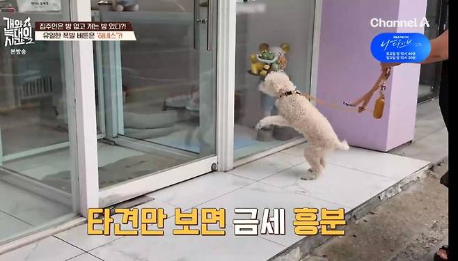 출처:채널A '개와 늑대의 시간2'