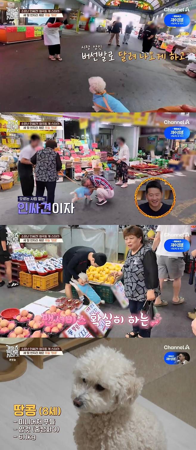 출처:채널A '개와 늑대의 시간2'