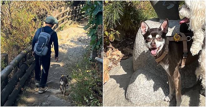 할아버지와 등산을 즐기는 오구(인스타그램 ooooogu_ 제공) ⓒ 뉴스1