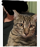 image.png 마스크팩 땜에 주인 못알아보는 고양이