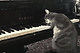 출처: 유투브 - Nora the piano cat