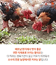 출처: 동타오와 관상닭