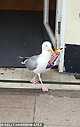 출처: https://www.dailymail.co.uk/news/article-8572813/Shoplifting-seagull-strolls-newsagents-pinches-bag-crisps.html