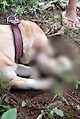 출처: https://www.dailymail.co.uk/news/article-8343589/Heart-breaking-moment-mother-dog-digs-dead-puppy-tries-bring-life.html
