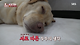 image.png 반려견 돼지 만들어 놓고 비만 아니라고 우기는 여자.jpg
