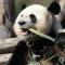 '맛있게 냠냠' 베를린 동물원서 대나무 먹는 판다