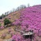 아름다운 명산 밀양 종남산 진달래