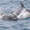 수면위로 얼굴 내민 남방큰돌고래