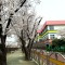 [포토친구] 학교 옆 벚꽃길
