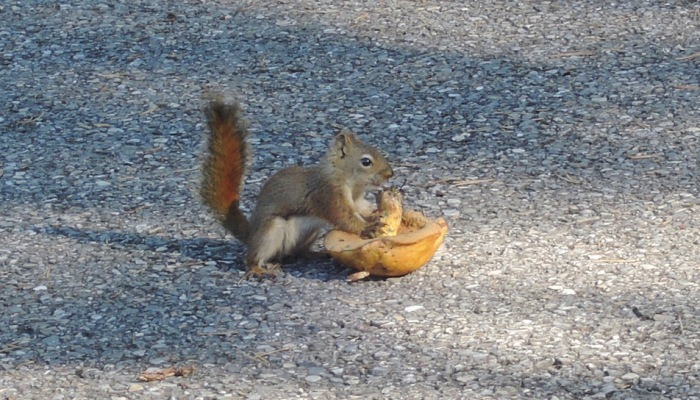 버섯을 주고 간 다람쥐야, 왜 그랬니?