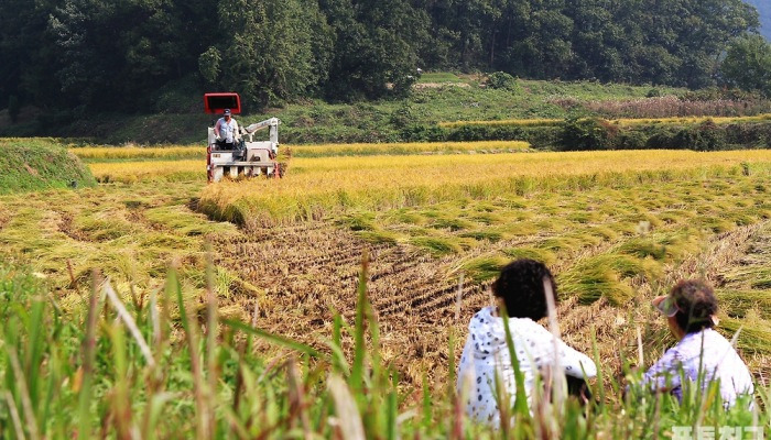 [포토친구] 가을걷이