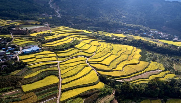 다랑이논에 스며든 황금빛 가을