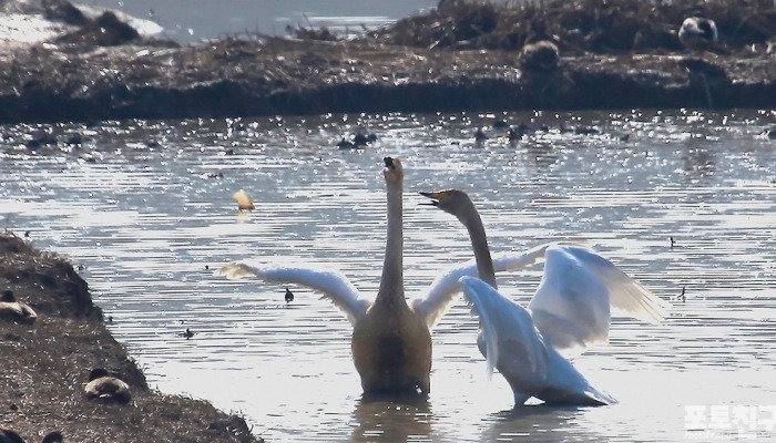 [포토친구] 철새들의 낙원