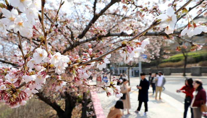 2019 여의도 봄꽃축제