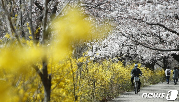 벚꽃과 개나리 만발