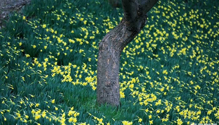 [포토친구] 나무와 수선화