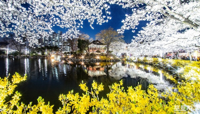 [포토친구] 김천 연화지 벚꽃 야경