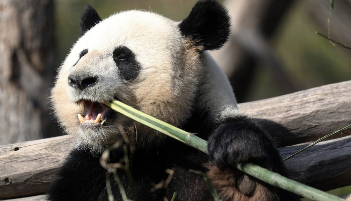 '맛있게 냠냠' 베를린 동물원서 대나무 먹는 판다