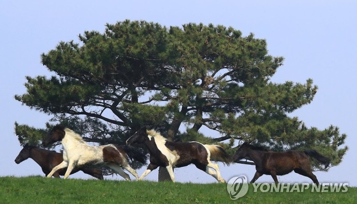 '말들에게도 봄이 왔나봄'