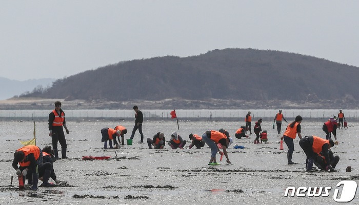 포근한 봄, 갯벌체험하는 시민들