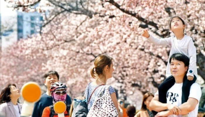 벚꽃 구경하기 좋은 날..여의도 봄꽃축제 개막