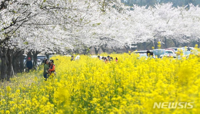 벚꽃반 유채꽃반