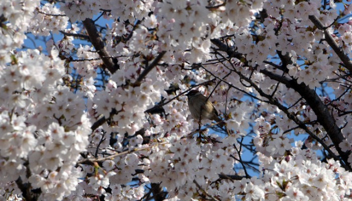 벚꽃놀이 하는 참새