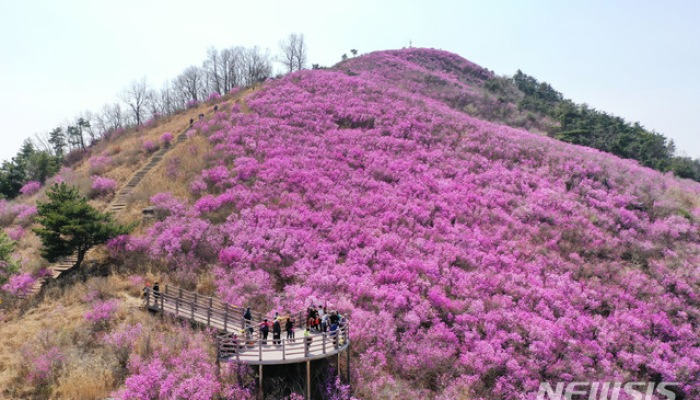 아름다운 명산 밀양 종남산 진달래