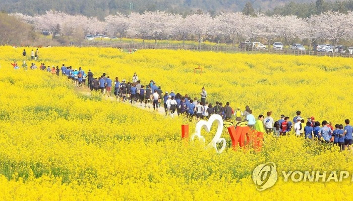 유채꽃 보며 달린다