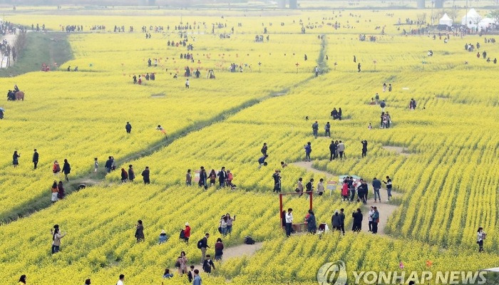 축구장 106개 크기 노란빛 장관