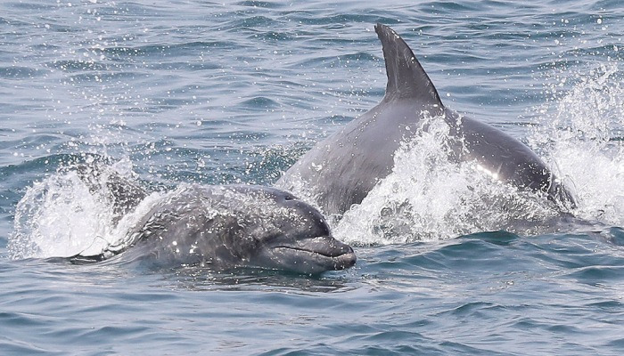 수면위로 얼굴 내민 남방큰돌고래