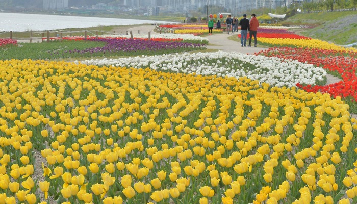 알록달록 튤립 세상