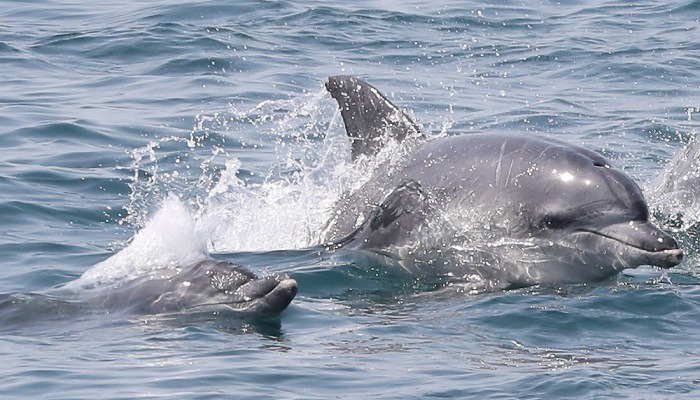 [포토뉴스] 남방큰돌고래 가족의 봄나들이