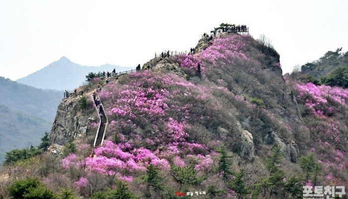 [포토친구] 진달래꽃 길