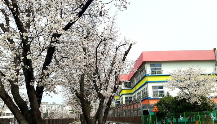 [포토친구] 학교 옆 벚꽃길