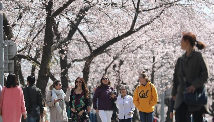 마음 들뜨게하는 하얀 벚꽃 물결