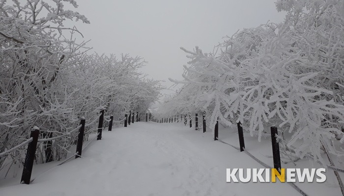 코로나 없는 태백산의 환상적인 눈꽃