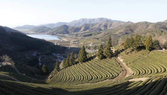 초록 차밭은 청정한 여행지다
