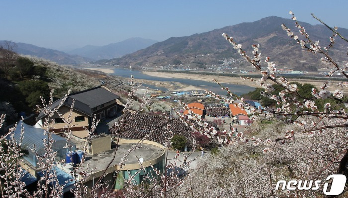 섬진강 매화마을에 하얀 눈꽃이 내렸어요
