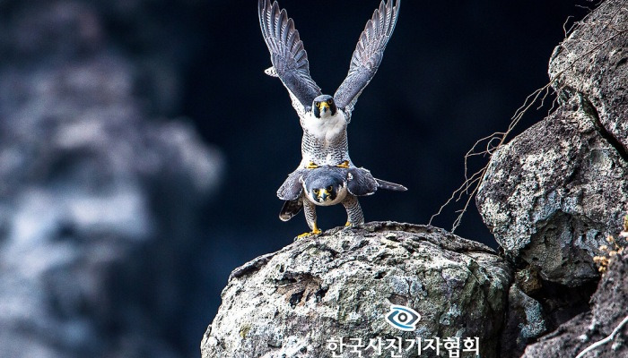 <역사의 증인, 현장의 사진기자>
제56회 한국보도사진전